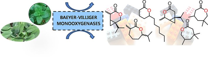 ChemBioChem's tweet image. Exploring the substrate scope of Baeyer-Villiger #monooxygenases with branched lactones (Wildeman @MaastrichtU) doi.wiley.com/10.1002/cbic.2…