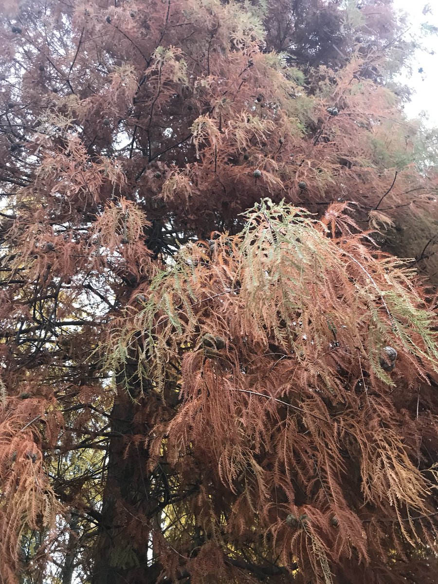 squeekzoid's tweet photo. Ah, there was an orange evergreen at Nagai Park today, with pine cones and all. I thought these kind of trees usually didn’t change color? What’s up with this? #treehelp https://t.co/ommSzw16KS