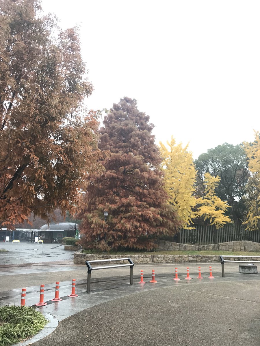 squeekzoid's tweet photo. Ah, there was an orange evergreen at Nagai Park today, with pine cones and all. I thought these kind of trees usually didn’t change color? What’s up with this? #treehelp https://t.co/ommSzw16KS