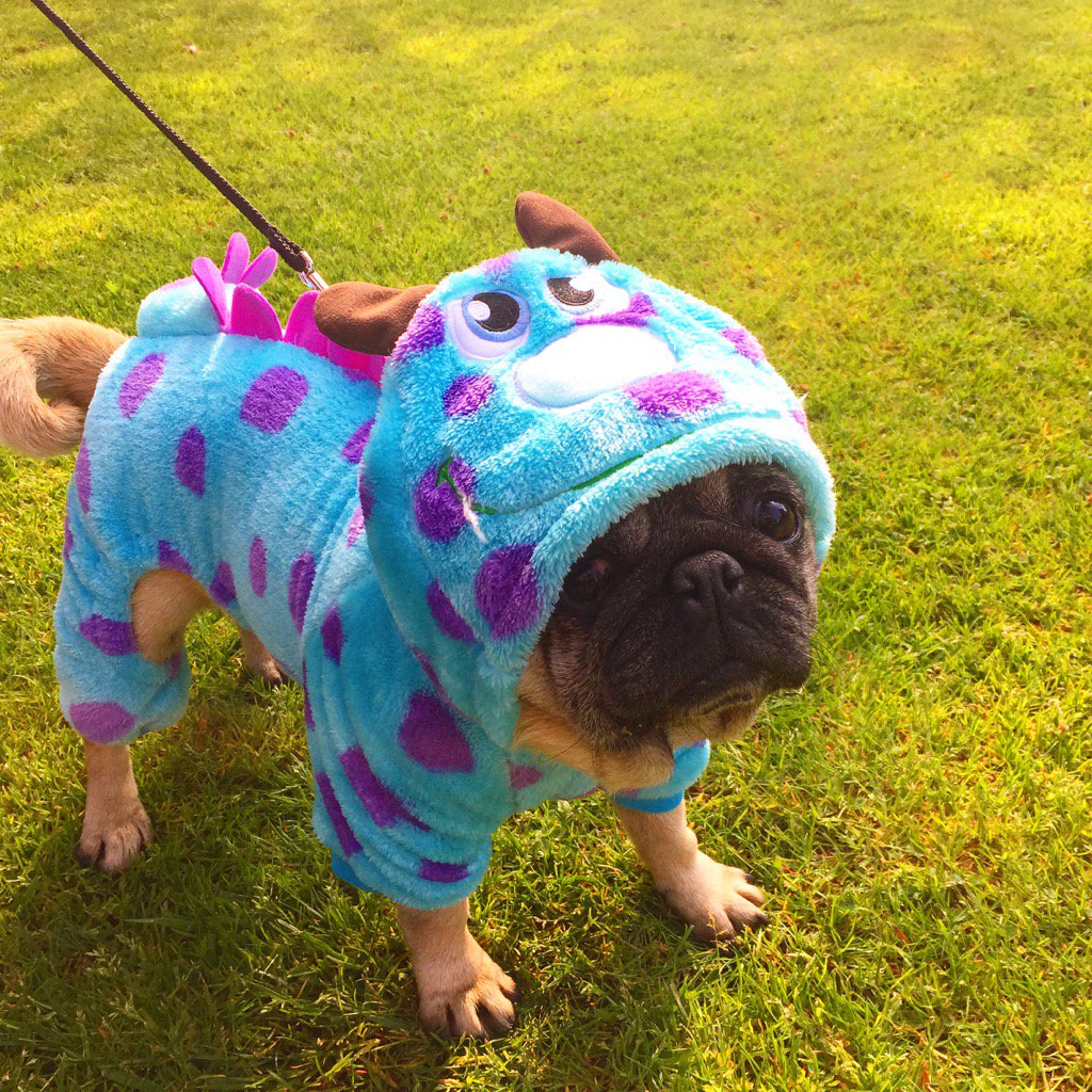BlueprintFilm's tweet photo. This #pug looks good enough to be the next #Sulley! #MonstersInc #pugoftheweek #pugwednesday https://t.co/Oe891e7cEA