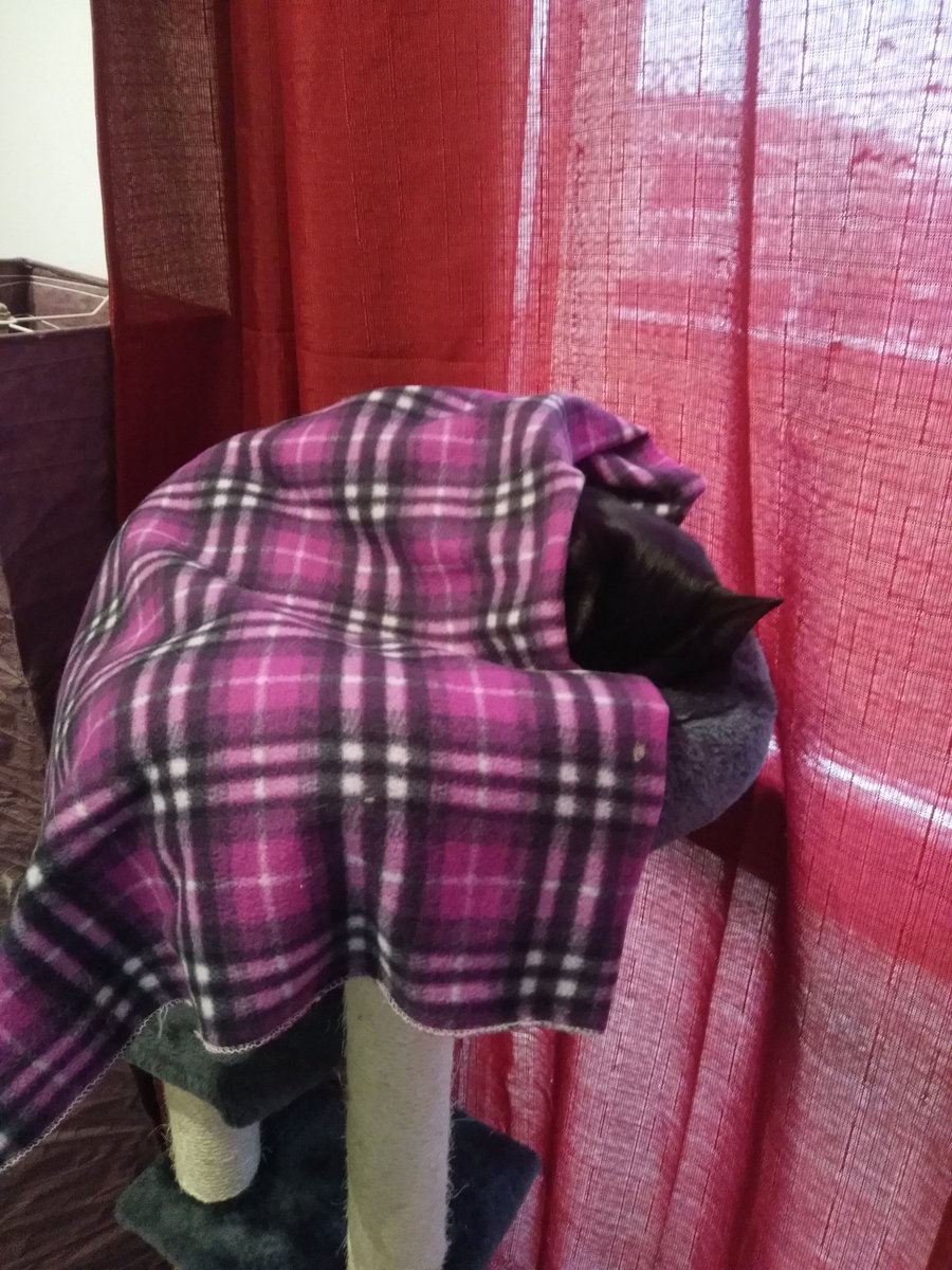 MollyAndDuke's tweet photo. Too cold today mommy... I think i Will hibernate here for the next hours!! #CatsOfTwitter #blackcat #cold https://t.co/GqPm051L00