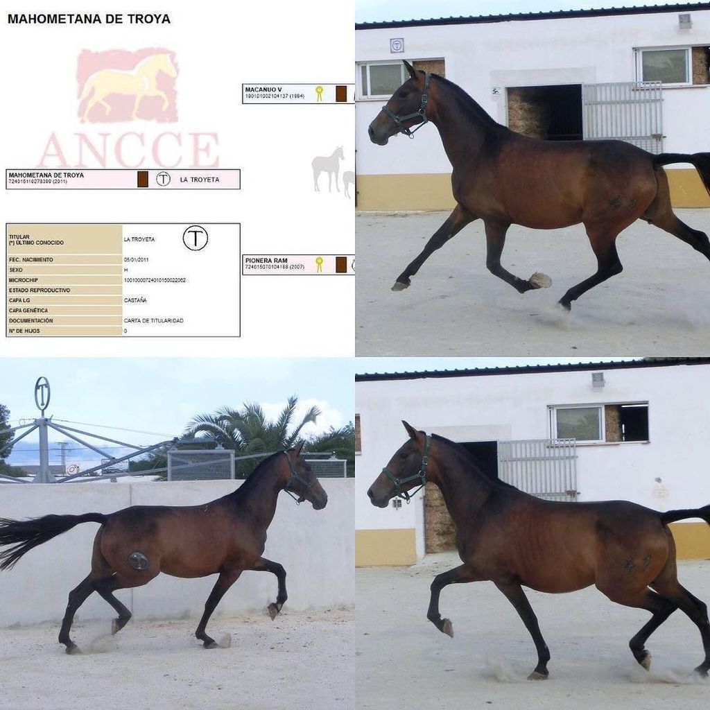 latroyeta's tweet photo. MAHOMETANA DE TROYA es una yegua de Pura Raza Española nacida en 2011, incluida en el lote puesto a la venta por Yeguada La Troyeta. Más información en el teléfono (+34) 629505656 (Pedro). #PRE #purarazaespañola #yeguadalatroyeta #yegua #sicab #precval #… https://t.co/lynsenaUhh https://t.co/bvlkrrsLQo
