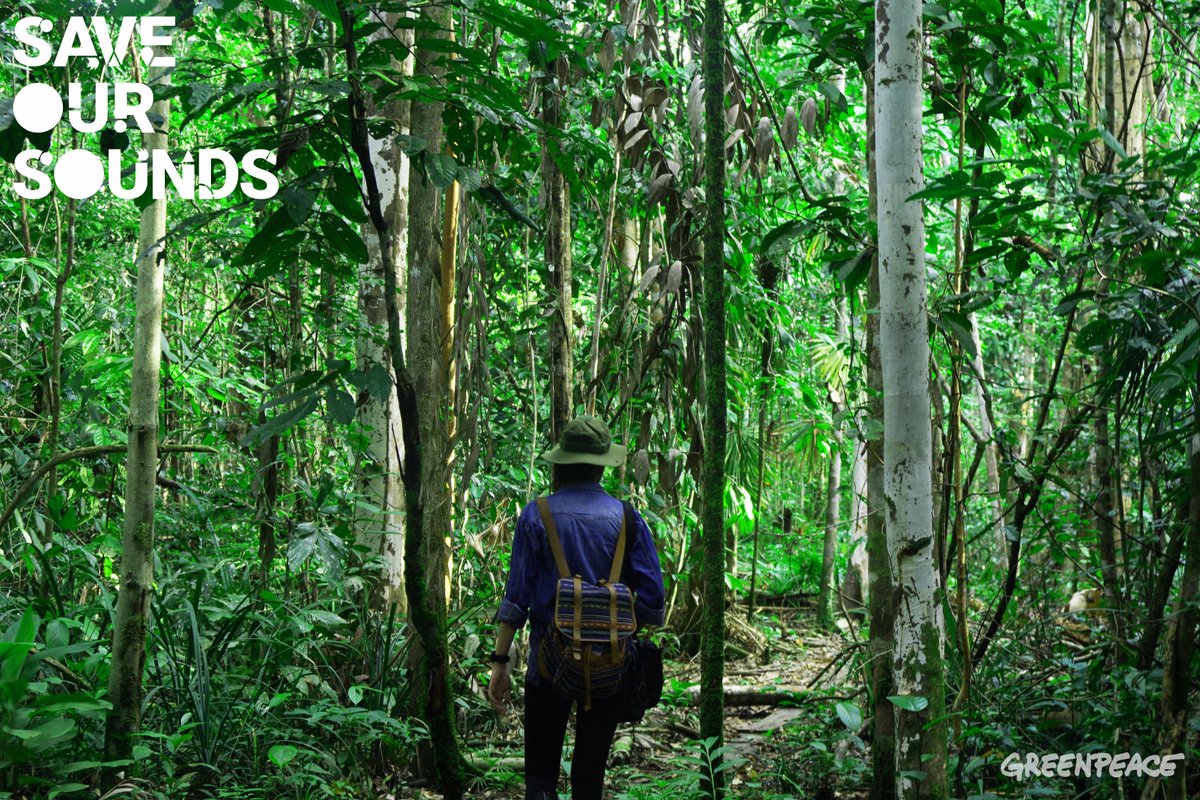 GreenpeaceID's tweet photo. Ikuti petualangan #SOSForests merekam suara-suara indah di hutan Papua untuk diubah menjadi musik elektronik di https://t.co/L0uZ2oTl7t https://t.co/HvPR4ENaJM