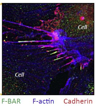 Huveneers_Lab's tweet photo. Our review now out in Trends in Cell Biology! #cadherin #collectivemigration #mechanobiology #mechanotransduction @Huveneers_Lab @TrendsCellBio @AMC_NL @NWOnieuws
Sensing of Cytoskeletal Forces by Asymmetric Adherens Junctions https://t.co/azCtsFx2OX https://t.co/vz1nF2KDHL