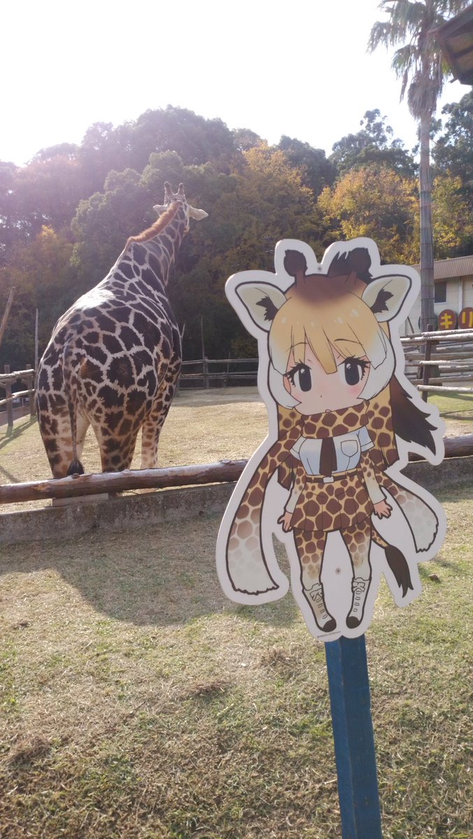 ゆいしょう Sur Twitter 可愛いイラストだったので キリンさんと一緒に撮ってました ゆいしょう Sur Twitter 可愛いイラストだったので キリンさんと一緒に撮ってました