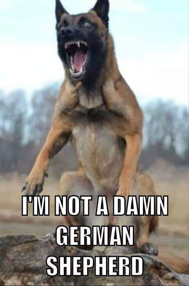 PSOSDogs's tweet photo. Some of our Mali's are feeling a little touchy this morning ๐๐ #PDZiggy #PDRox #PDBono #PDJenga #PDNova #PDBear #PDBoris #PDRagu #TPMax https://t.co/zx6FtLKSVj