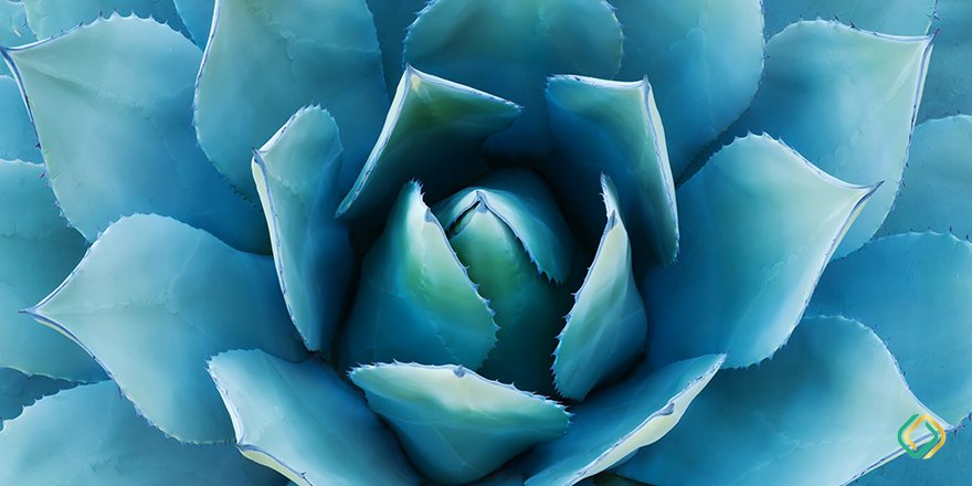 Meglio imparare l'equilibrio. L'equilibrio è fondamentale (Anonimo) #nature #naturelovers #green #flower #armonia #equilibrio