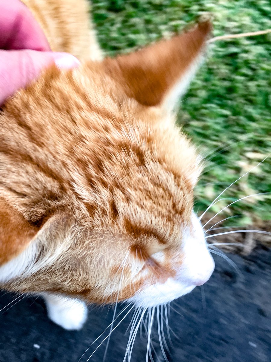 CraigevanCraig's tweet photo. Maxx the Cat lookin for scratches &amp; snarfles #MaxxtheCat #cats #shotoniphone #ProCam #catsandkittens https://t.co/YcpreCi6h1