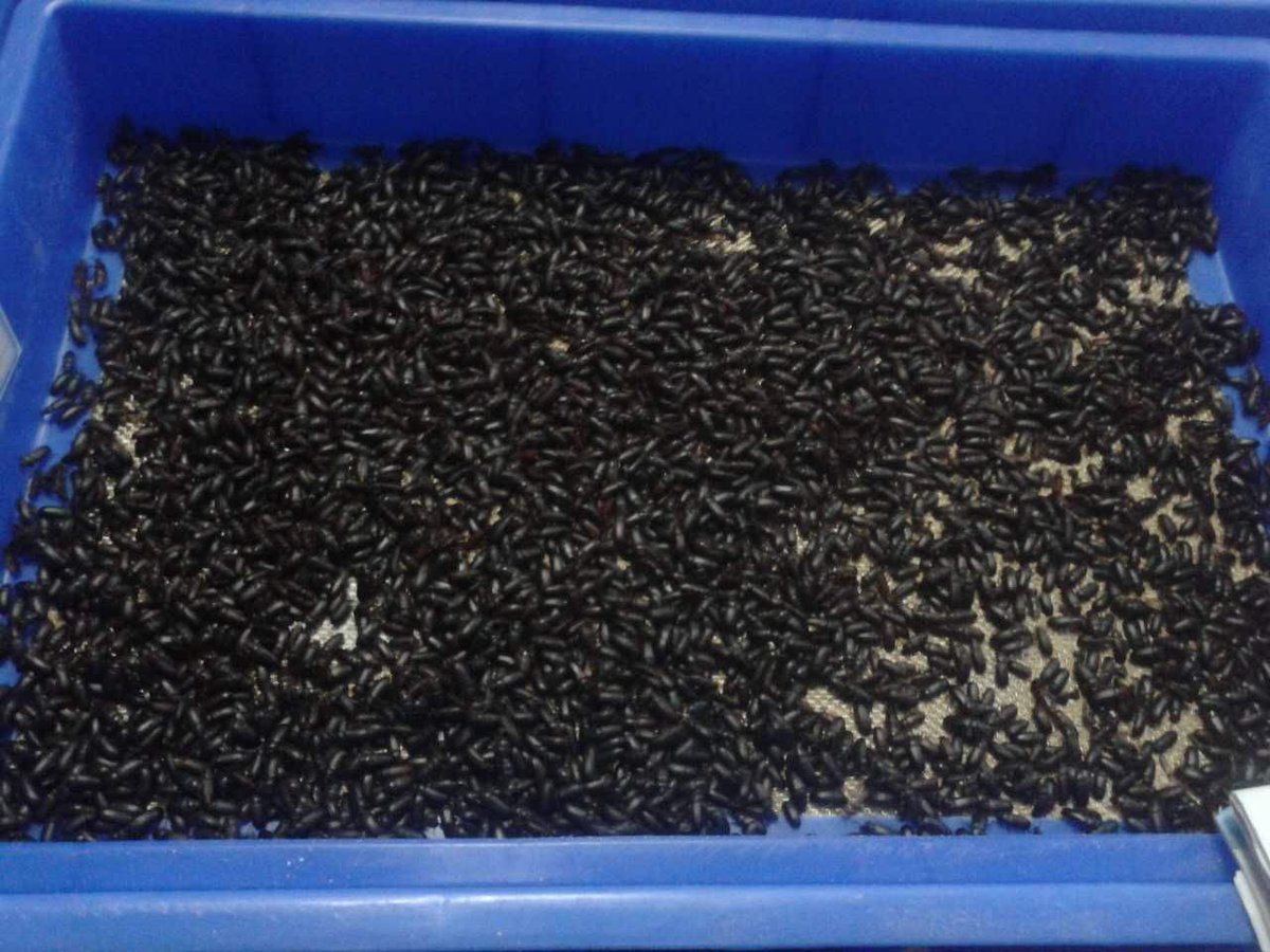 Mealworm Breeding sieve for mealworm turn over or adult worm egg-laying sieve.