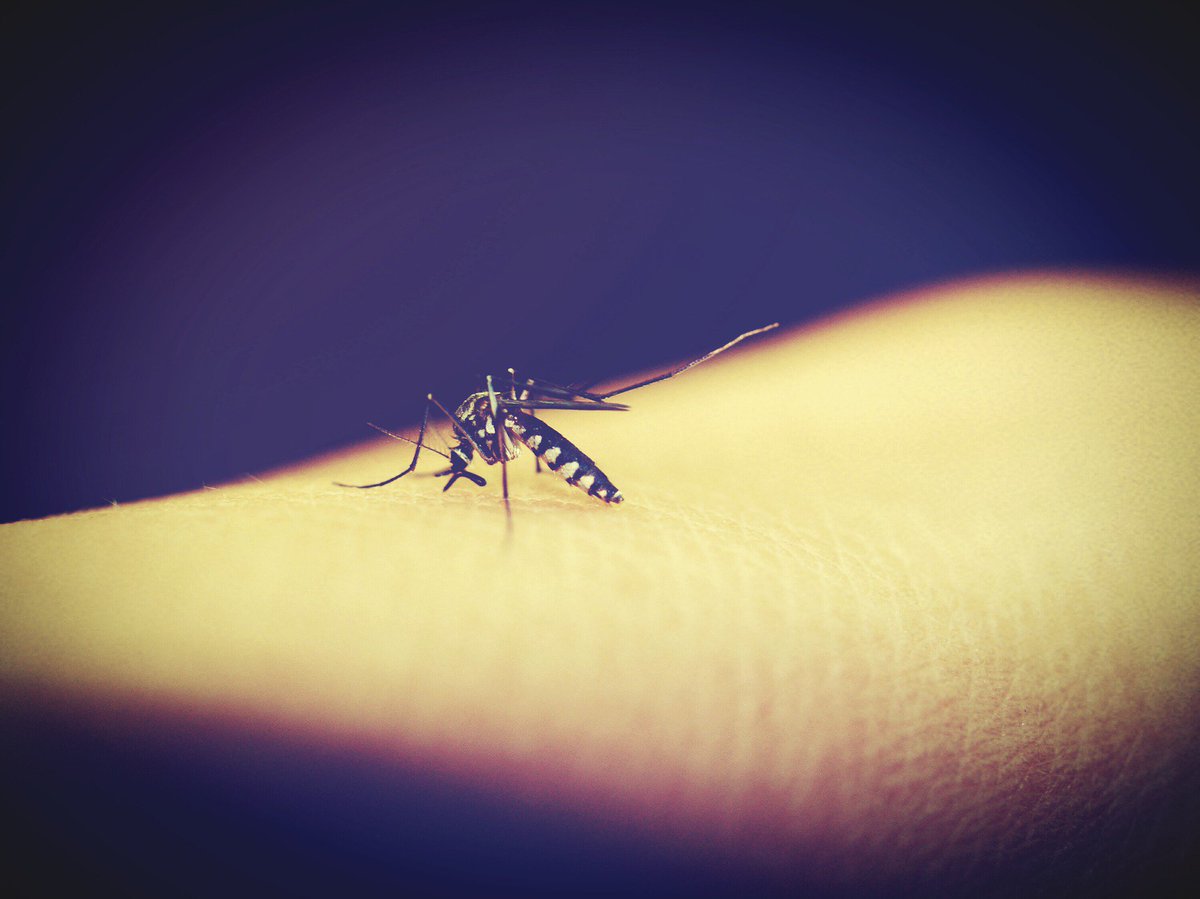 ExpatHealthInfo's tweet photo. Will there be a worldwide resurgence in #malaria? Check out this week's #health roundup! - https://t.co/C1UDZU4wuW https://t.co/mIbT0htWC6