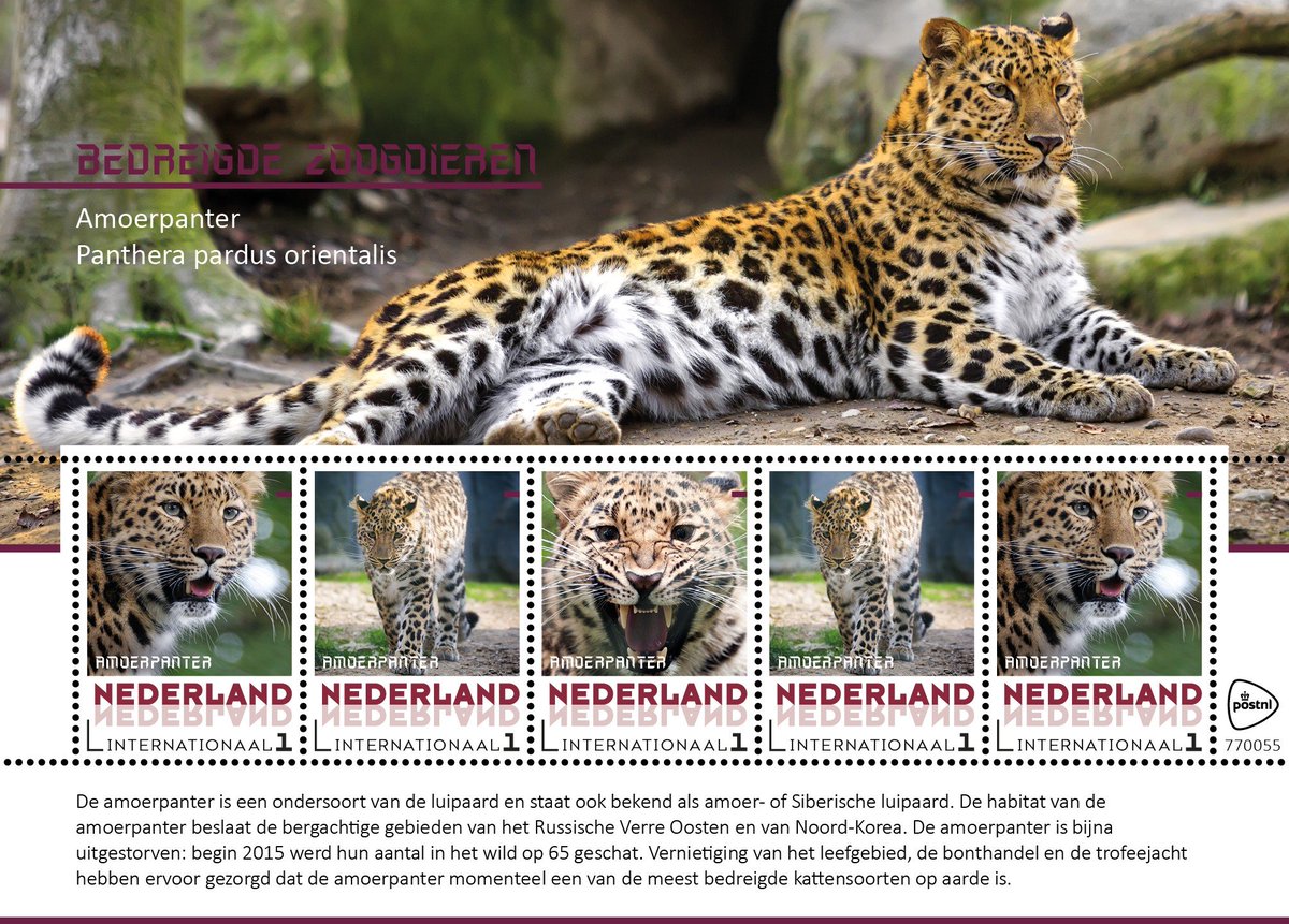 Postzegelaar's tweet photo. #NEDERLAND | Bedreigde #zoogdieren: #Amoerpanter
| @PostNL - #CollectClub - #fauna - #persoonlijkepostzegel - #PostNL - #zoogdier |
De amoerpanter is een ondersoort van de #luipaard en staat ook bekend als de amoer- of Siberische luipaard. De #habitat va https://t.co/WBOFv6SrYj https://t.co/dA5brDzdTq