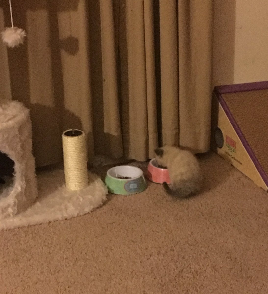 KyanaSeger's tweet photo. Cute little kitty drinking some water. Now that I’ve starting tweeting more, I was hoping to start up a community here on my page. 😁 More Pictures tomorrow for sure 👍🏻 and will soon find a good picture of Kyana and Leia together. https://t.co/JvNgepJIgg