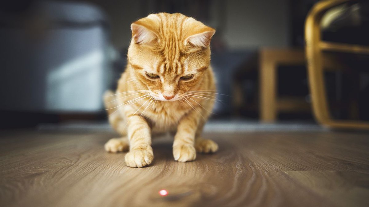 Kattenconsult's tweet photo. Speel je met een laserlampje? Geen probleem, zo lang je niet in de ogen van je kat schijnt en altijd eindigt met een "prooi" (muisje, balletje o.i.d.) en iets te eten. Het niet echt iets kunnen vangen werkt anders frustrerend en is dan eerder een vorm van pesten dan spel! https://t.co/GgeL5caHri