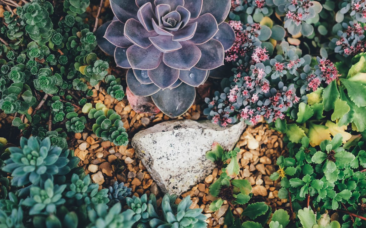 It's #WatershedWednesday! To help conserve this precious resource, we have replaced 50% of our flowering plants with water-wise succulents - and, our new irrigation drip system reduces water consumption by up to 60%. A water-wise win, we'd say.