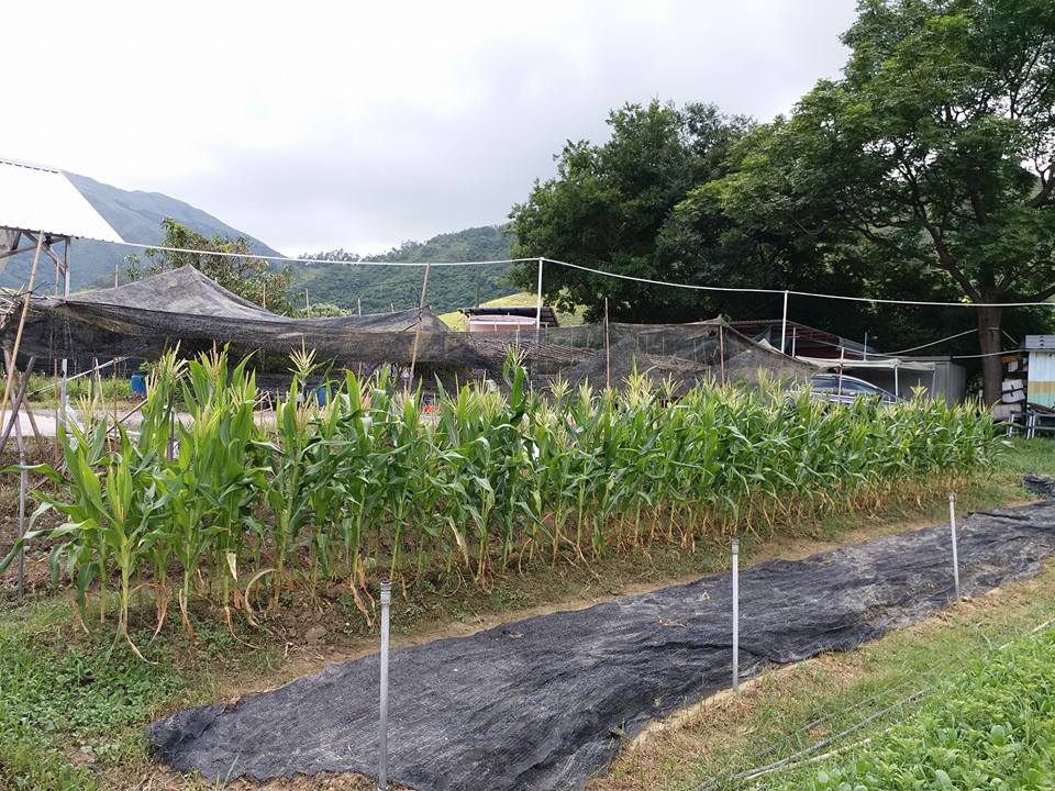 Lohas_O_Farm's tweet photo. #organic sweet corn #hk #香港 #HongKong #lightuphk @discoverhk @headlinedaily #HKWinterfest #澳門 #台灣 #Singapore #China @XHNews #HealthyEating #HealthyFood #sustainability #tweegram #HKracing
https://t.co/6lPkLiEGb9 https://t.co/0HLKT3zzDo