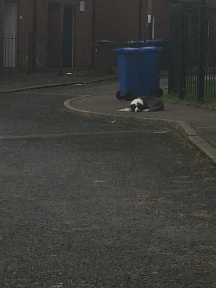 The_Animal_Team's tweet photo. Collie found in #Ashton #Tameside  #Chadderton #Oldham Collie type dog with a neon yellow/greeny collar on. Now with dog warden. Email; ian.millet@oldham.gov.uk Please RT and lets get this beautiful boy home. https://t.co/ZjqW3L1HNe #lostdog #lostdogalert @LostDogAlertUK #dogs https://t.co/M5JCqGjDlS