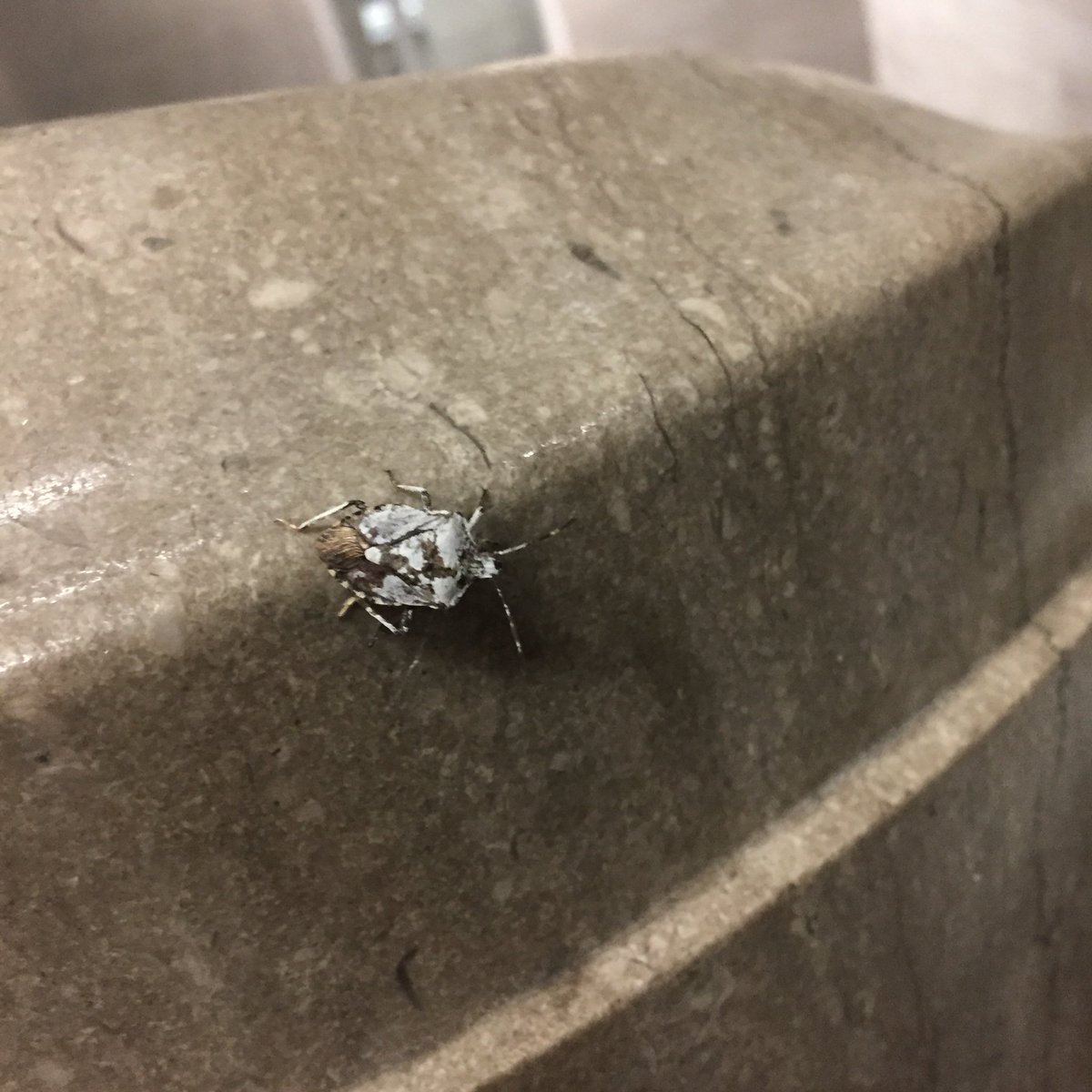 JacquelynKuck's tweet photo. Can we talk about the worlds most beautiful stinky bug that attended our Gallery Walk tonight?              @BesseyHallBug 👀👀👀 where you at? #litid #408Chat https://t.co/YrNATix2hF
