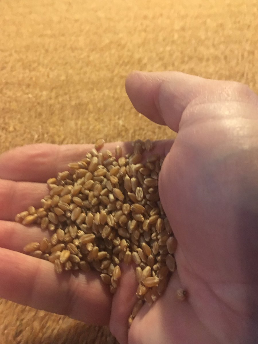 FarmMccarthy's tweet photo. Some beautiful looking Landmark #CDCLandmark VB coming off the gravity table. Yields were high lots to clean. Call to secure your supply. https://t.co/054QITv7wZ