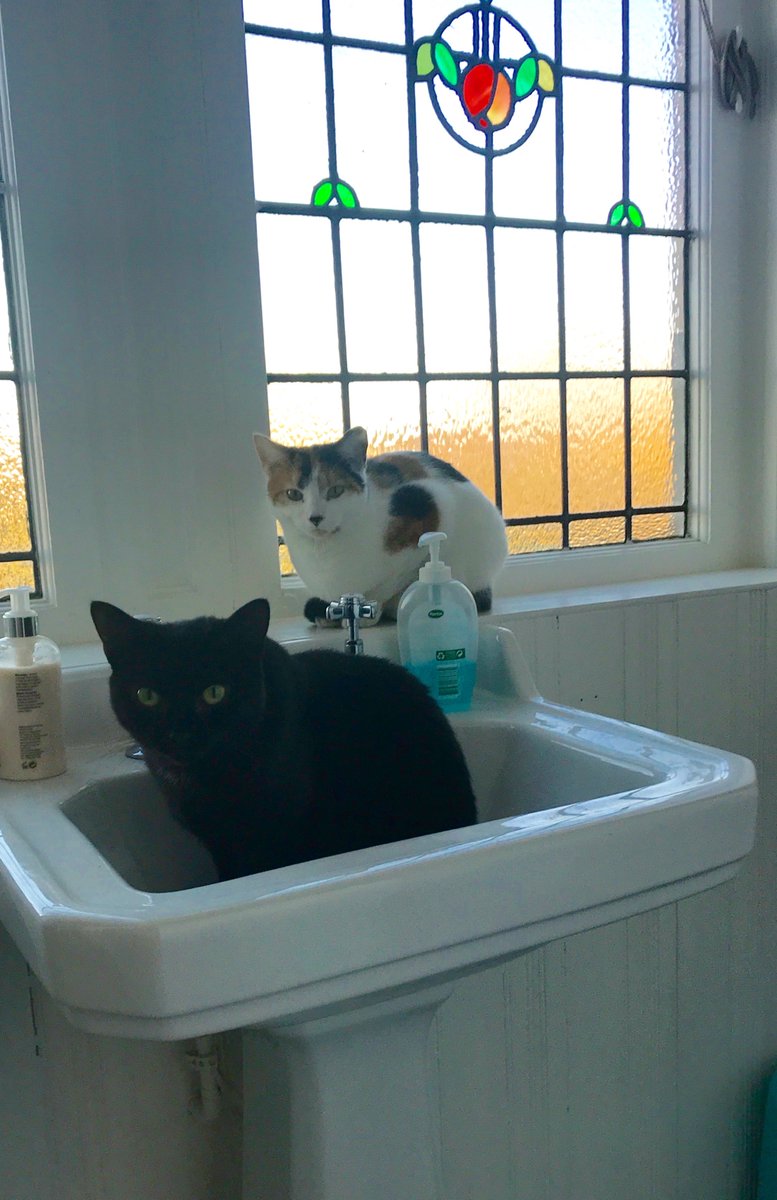 SusanCalman's tweet image. Walked into the bathroom. Clearly interrupted some form of meeting to which I was not invited. Stared at the cats.  The cats stared back. I left. Now worried because I didn't apologise. I should have apologised. Always apologise to the cats.