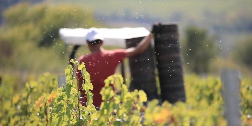 Notre vignoble de Stara Zagora en #Bulgarie organise chaque année des vendanges #solidaires au profit d'un centre d'accueil pour enfants handicapés. Retour sur cette journée unique ➡️fr.mbws.com/news/vendanges…  #becausewecare