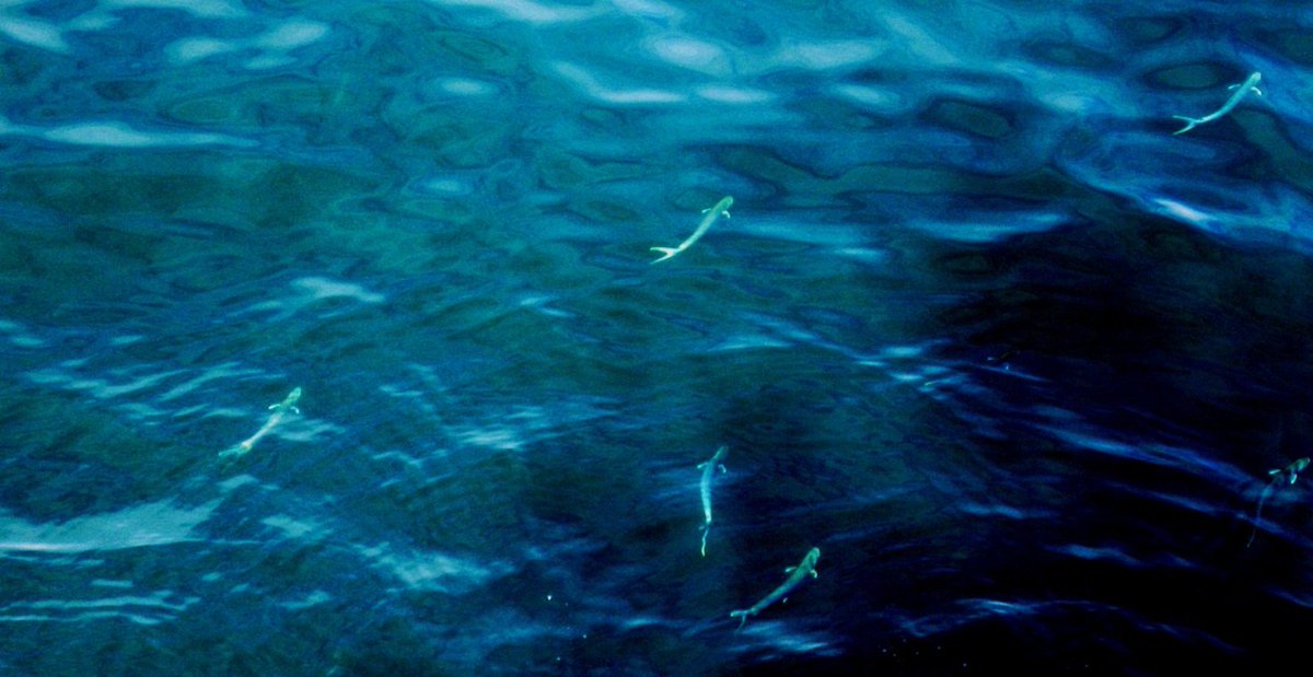 Le Lampughe sono alcune delle specie che da tempo si sono insediate nel mar #Adriatico. Il motivo è spiegato nel dossier fotografico “Gli impatti dei #cambiamenticlimatici in #Italia" 
Il volume edito da Edizioni <a href="/CaFoscari/">Unive Ca' Foscari</a> è disponibile al seguente link: bit.ly/2AFutxZ