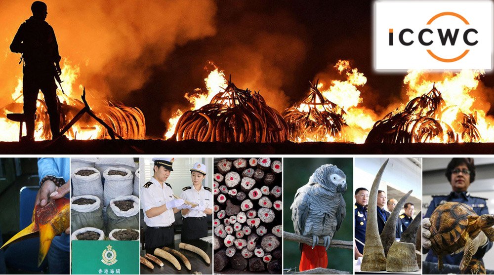 CITES's tweet photo. Global fight against poaching &amp; #wildlifetrafficking just got the biggest &amp; much-needed boost! USD20 million new funding from EU, Germany &amp; UK for #ICCWC announced today at #CITES #SC69 https://t.co/UhGWHzDfOY #EndWildlifeTrafficking #wildlife https://t.co/zsfPhZNmxu