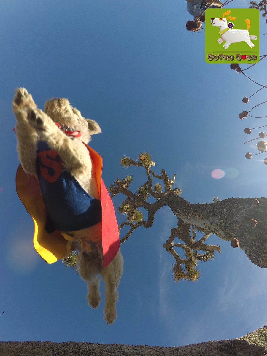 GoProCharlie1's tweet photo. GoPro Charlie! Little dog adventures in Joshua Tree! Super dog launch! #superdog #jtree #joshuatree #joshuatreenationalpark #dogcelebration #xclear #landofdogs #mydogrocks https://t.co/T7pDrGERtc