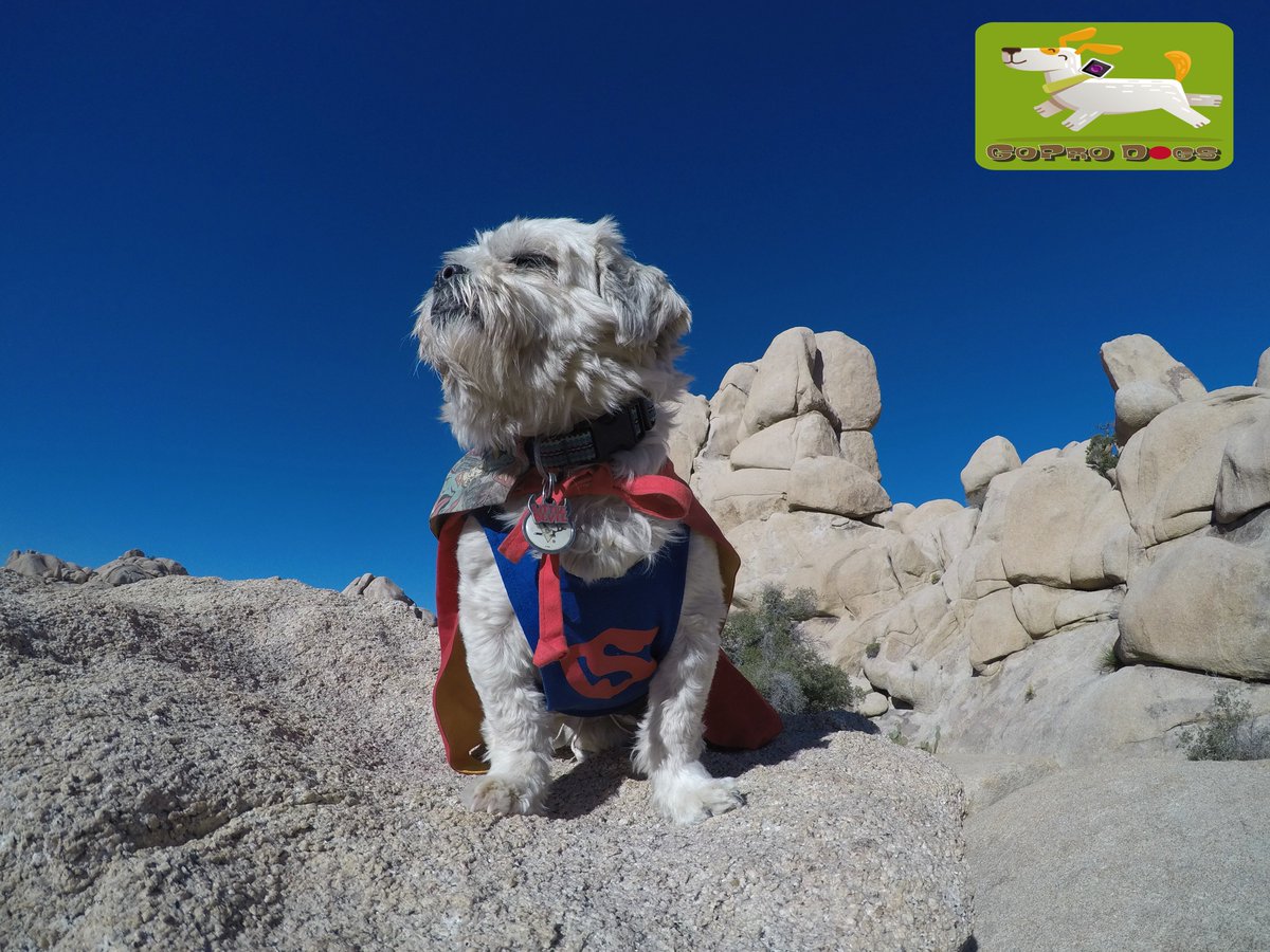 GoProCharlie1's tweet photo. GoPro Charlie! Little dog adventures in Joshua Tree! Super dog launch! #superdog #jtree #joshuatree #joshuatreenationalpark #dogcelebration #xclear #landofdogs #mydogrocks https://t.co/T7pDrGERtc