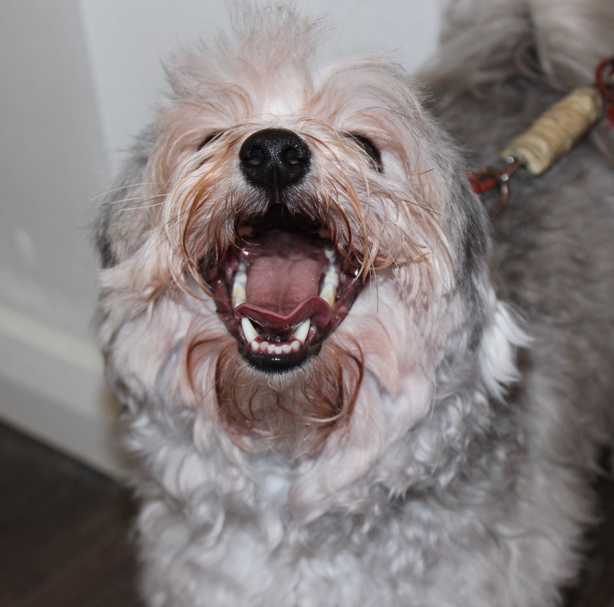 PuppIreland's tweet photo. HUGE NEWS! We created Pupp (and the Dog-Friendly Association of Ireland) to encourage Ireland to become more dog-friendly. Today, we're DELIGHTED to announce that the the FSAI have changed their guidance, officially permitting dogs into restaurants at the owner's discretion. https://t.co/4Oqg8Ruulk
