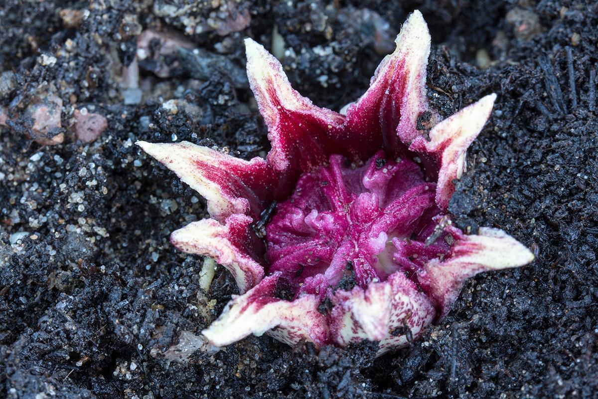 newscientist's tweet photo. Weird ‘underground’ flower has evolved to look like a mushroom https://t.co/R7dDVS5Hb1 https://t.co/b4m7lQJupx