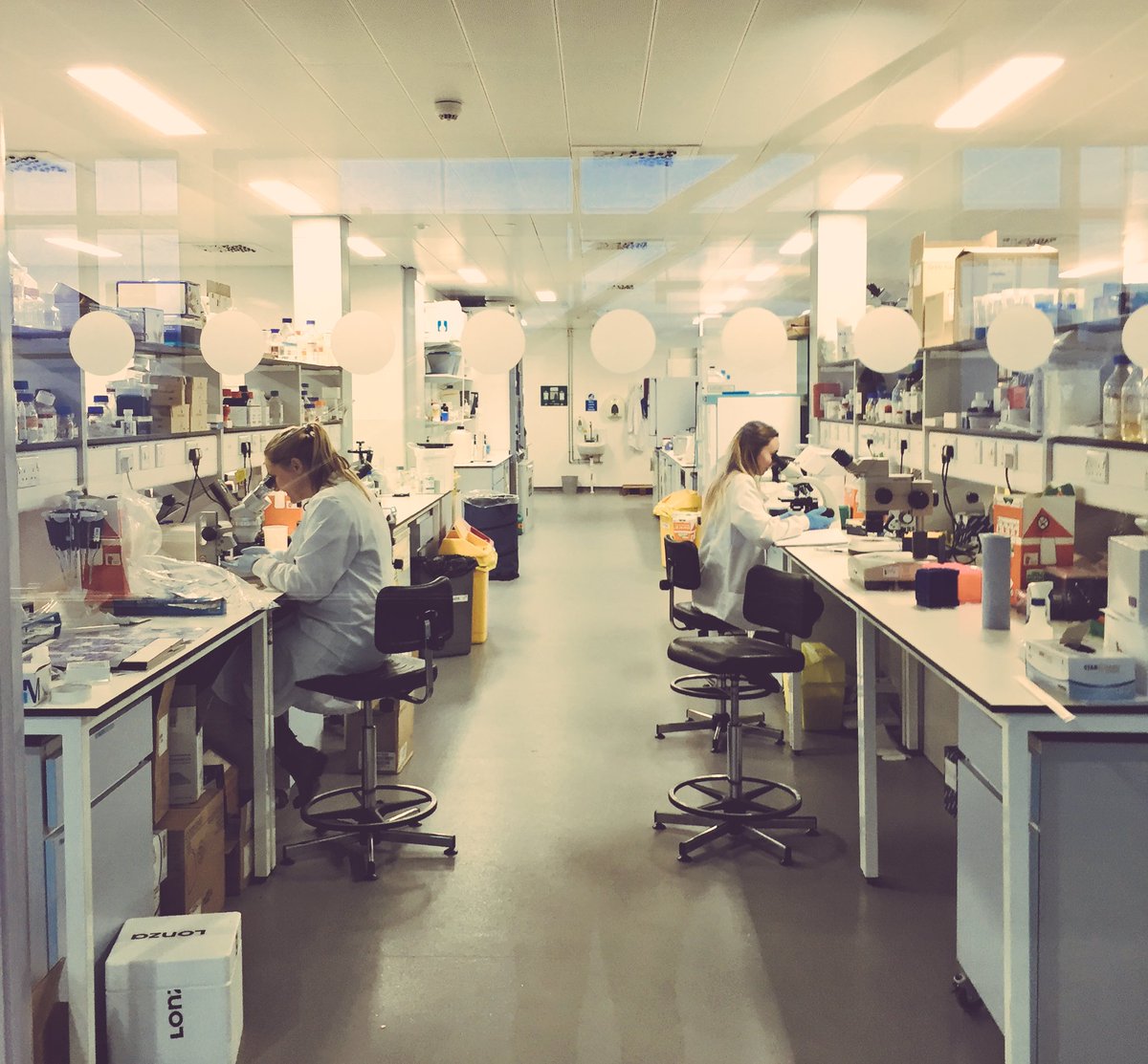 AWOL_Wolbachia's tweet photo. #TeamAWOL hard at work counting parasites! @EmmaSmurph @AmyEMarriott https://t.co/aFHm8cQ7WU