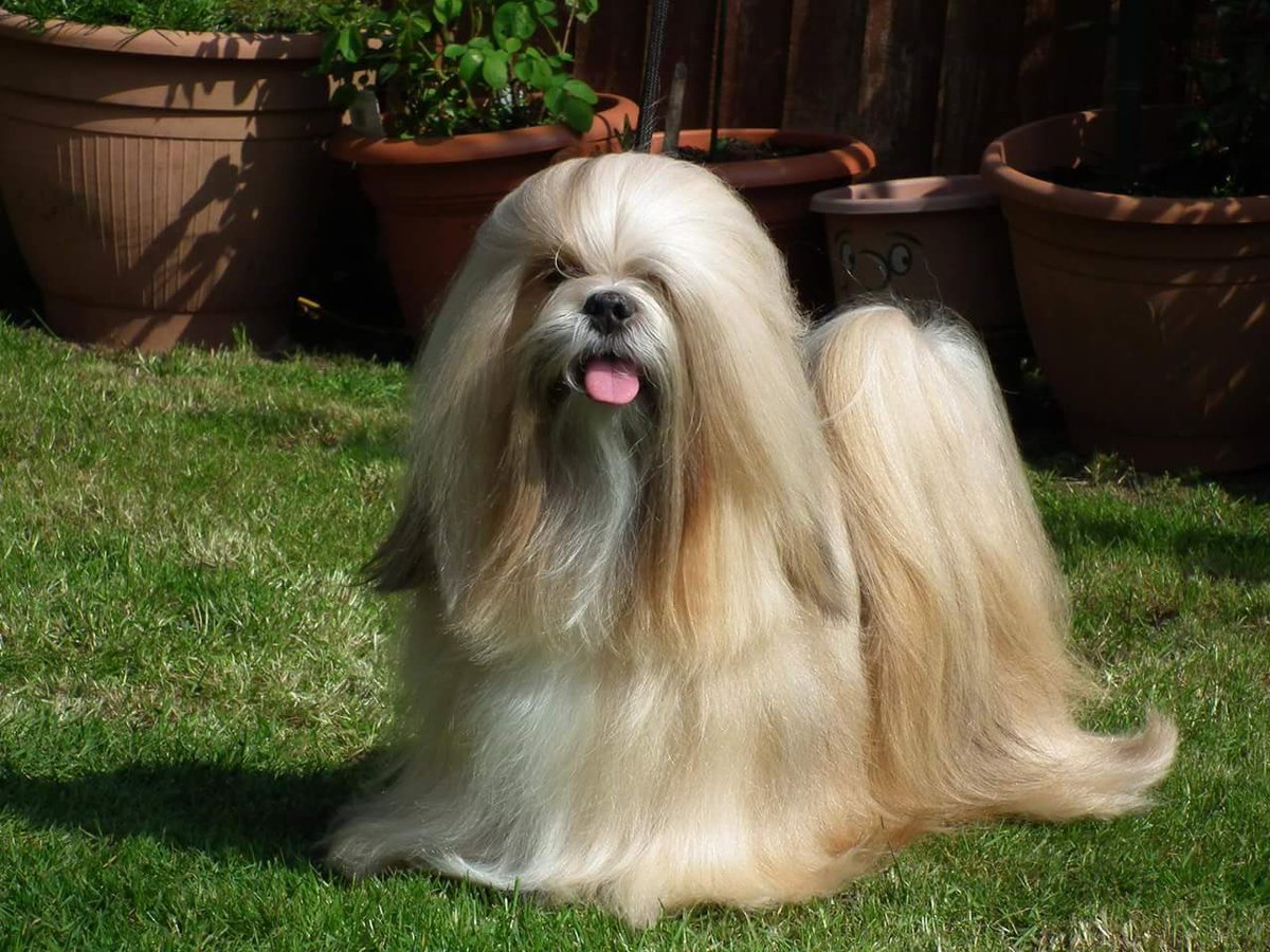 YummyHound's tweet image. Introducing Toffes the stunning #LhasaApso in full coat! 

Coming soon to #UrbanPawsUk #PetCasting agency 💚🐾

#AnimalHire #TheAnimalAgency  🐾💚