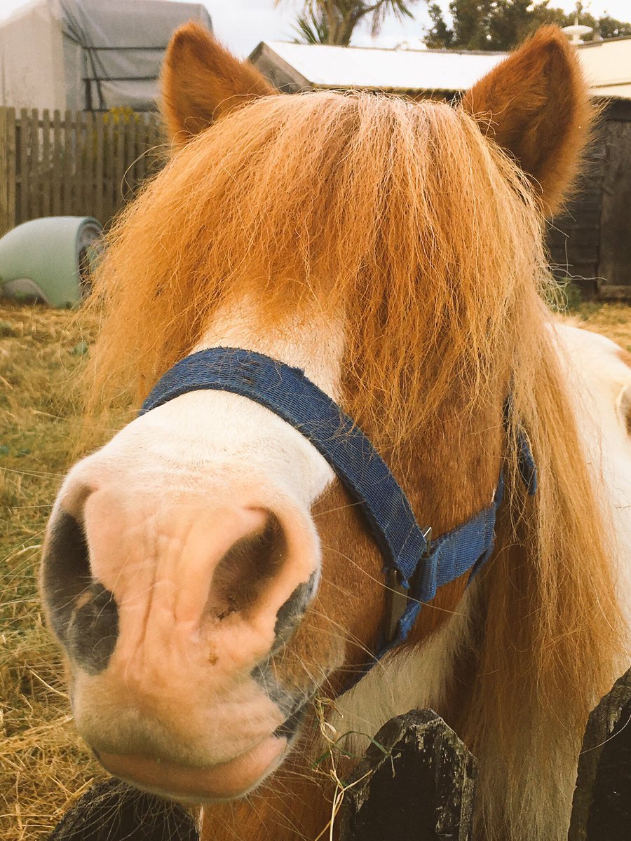 Can you use your tweets to help us raise money from Starbucks to provide our Flat Pack Farm to more isolated people?
 * Tweet using the hashtag #cheerforgood &amp; our twitter name <a href="/WelliesOn/">Wellies-On</a> every day from 29th November until 20th December. 
* Tell everyone you know to do the same.