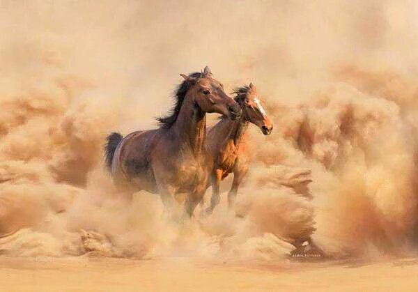 #TT4F🐬 #TEAMSTALLION🐴 #TFZ🐒 #TmSMILE😀 

<a href="/Stallion_Team/">Frankie * Stallion Gains *</a> <a href="/V2_N_St0/">Vanessa ™#MGWV</a> <a href="/ScarfaceQbc/">Scarface #TT4F #MGWV</a> <a href="/omniajen/">ʝąʑ🌷</a> @RaisAlGhousia <a href="/Quinnqueens/">Quinn 💛(G.Quinn Rogers)</a> <a href="/NatureExplored/">Explore Nature 🍃 #Steemit</a> <a href="/ArtPal_UK/">ArtPal 🎨 London</a> <a href="/TmNature/">Enjoy Nature Pictures</a> @TT4F_Elite <a href="/Nature_500px/">Best Nature 500px Photos</a> <a href="/Nature_500px/">Best Nature 500px Photos</a> 

#Nature #TmNature #TeamNature
▶️ ArtPal.com/?r=88498 ◀️ #ArtPal #ArteYart