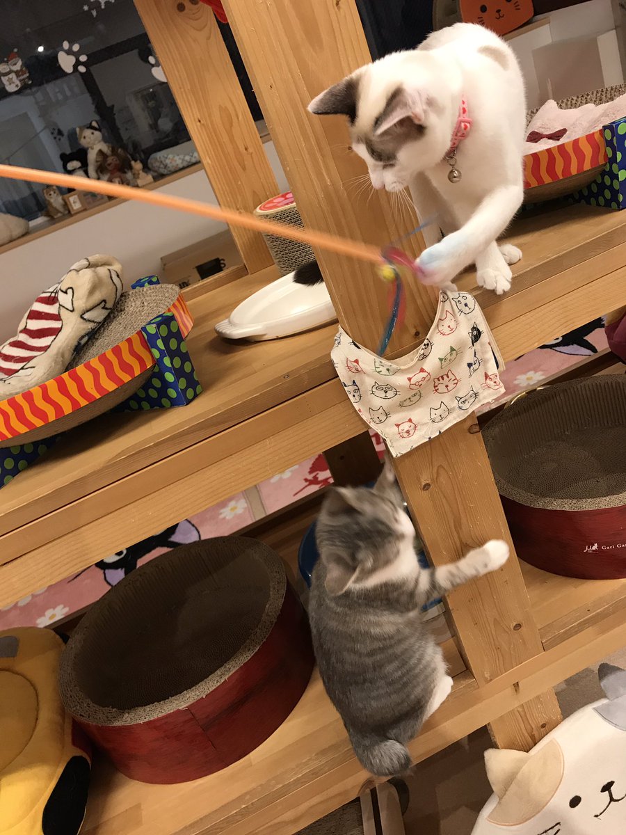 猫カフェバロン 猫カフェバロン