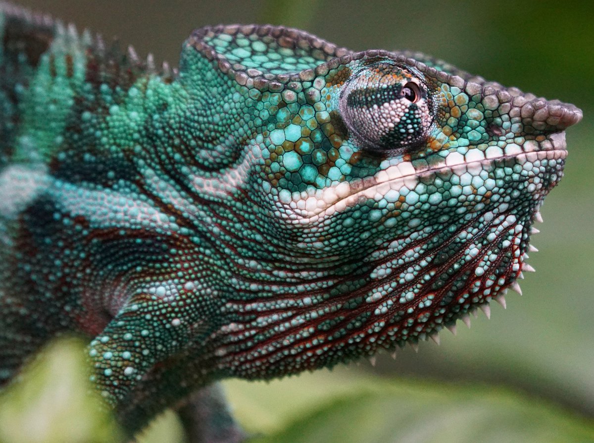 IleMadagascar's tweet photo. Ce caméléon a combien d'écailles? 😊 #VisitMadagascar #WildlifeWednesday
📸Pixel-mixer https://t.co/wJbVBQ3iny
