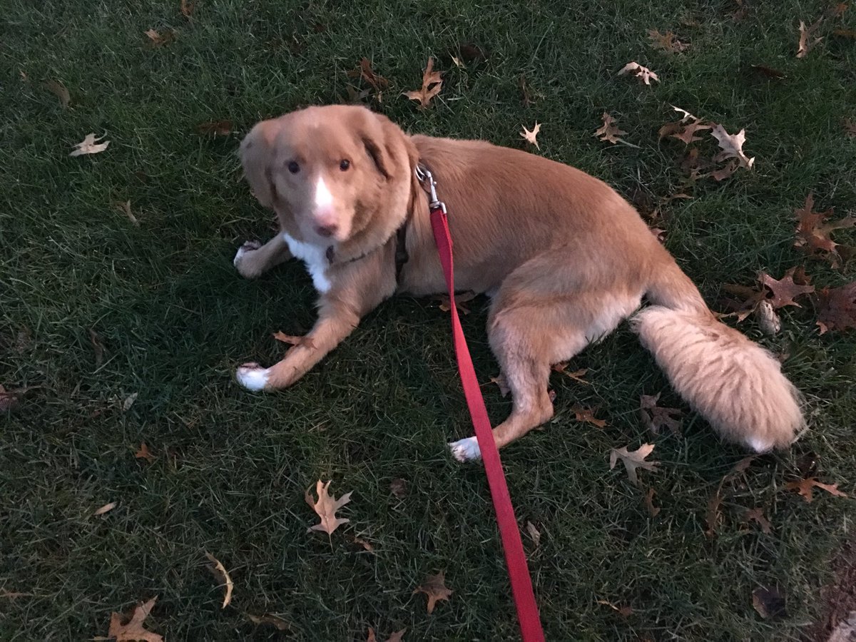 MarlaBeil's tweet photo. Lovely morning for a walk #NovemberSky #Fall #GetOutside #LayInTheGrass #MyBoyJack #🐶 https://t.co/u3W7m0mYzP