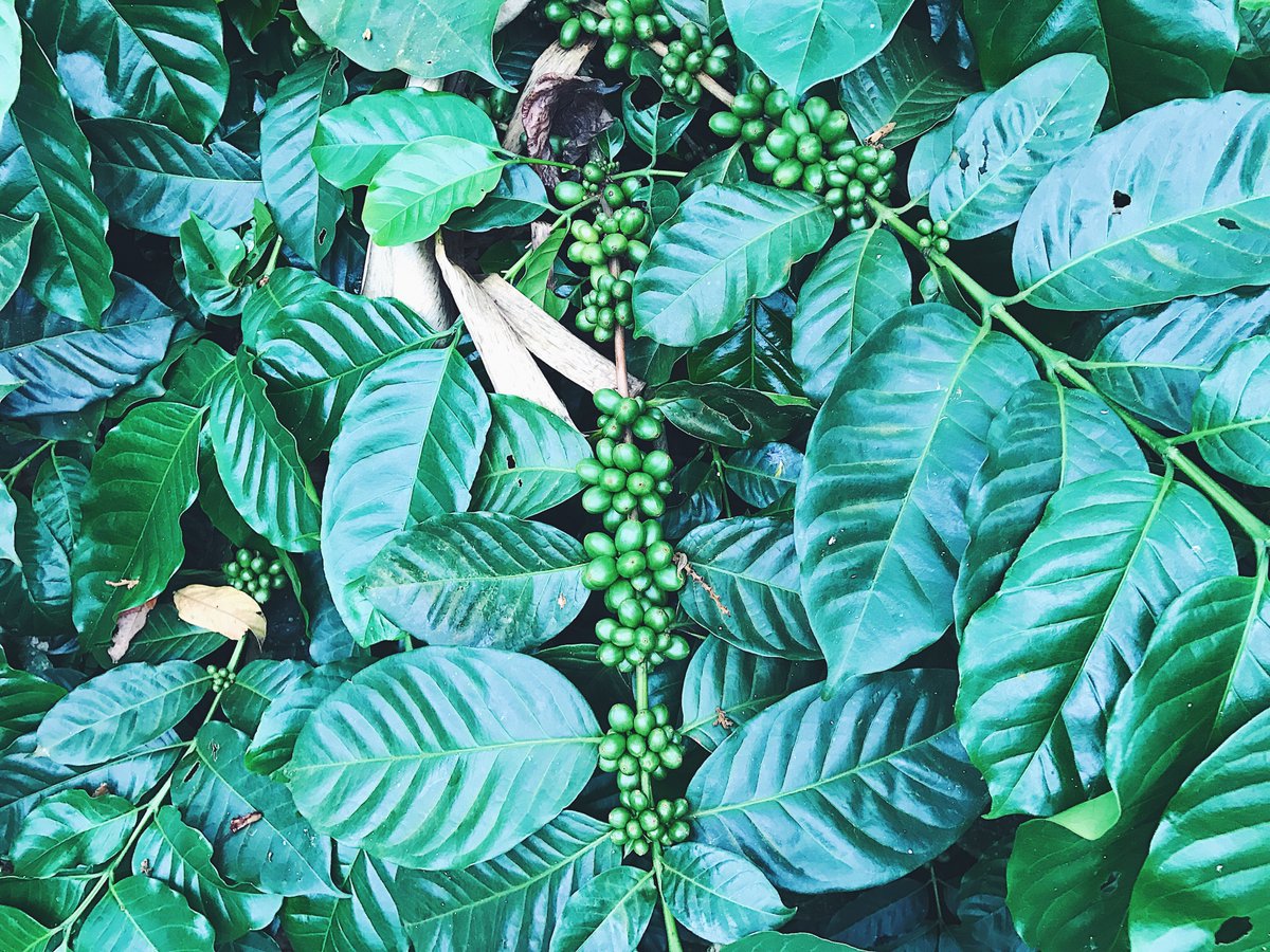 DevocionUSA's tweet image. In order to ensure environmentally smart, we pride ourselves on our ability to have:
Systems that conserve soil and promote biodiversity
Our producers recycle waste as organic fertilizer 
Systems that protect water, watersheds and river beds to sustain Colombian sources of water.