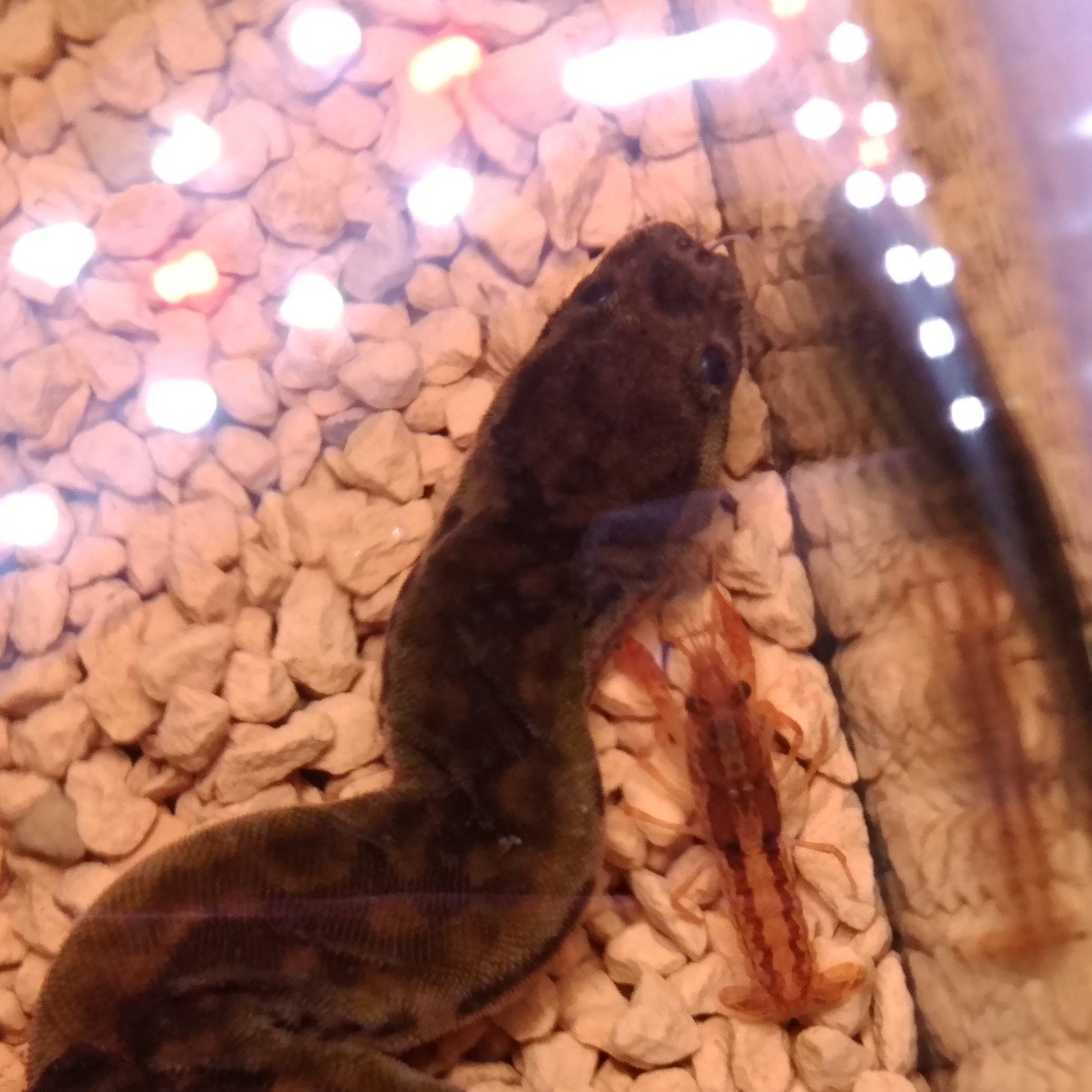 あっきう 님의 트위터 ジャワヤスリヘビちゃんの水槽でドワーフザリガニちゃんを飼い始めました 見れば見るほど可愛い ジャワヤスリヘビ メキシコ オレンジドワーフザリガニ T Co Su8hae3mod 트위터