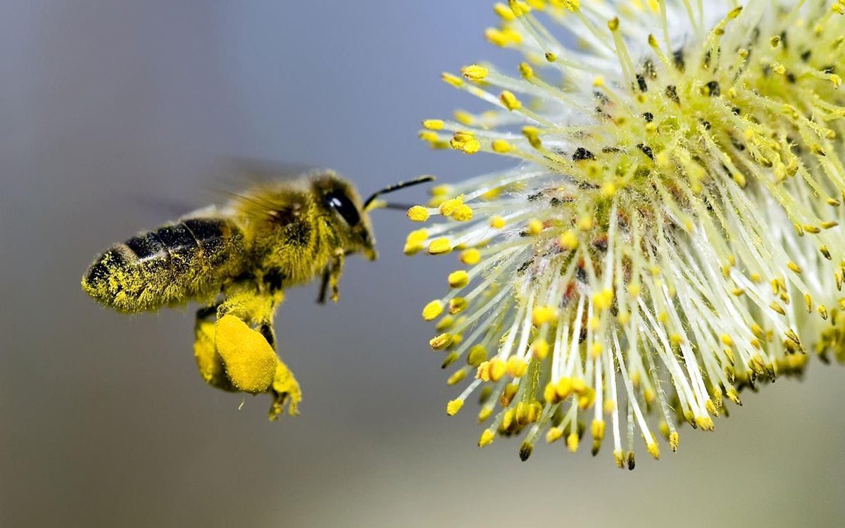 BeesBeezine's tweet photo. Honey bees visit two million flowers just to make one pound of honey https://t.co/jDHF3oofBT