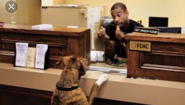 Isabelle_p2's tweet photo. I was in support of pet banks until I realized it didnโt have actual animals and it actually contributed to a national panic. #thatspawful #thatsruff #longliveandpawpurrr #mindbeagle-ing #sorrythatmydogpunsaresocorgi @WMHS_USAP10 https://t.co/SQvU4jvjer
