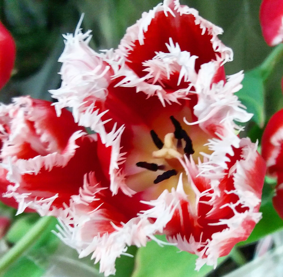 petalsnflutter's tweet photo. #Today @petalsandflutter ☎ #Whatsapp: 78 802845 #Beirut
#shop #florist #gift #plant #flower #tulips #red #love #plant #petalsandflutter https://t.co/PVhsmKe72G