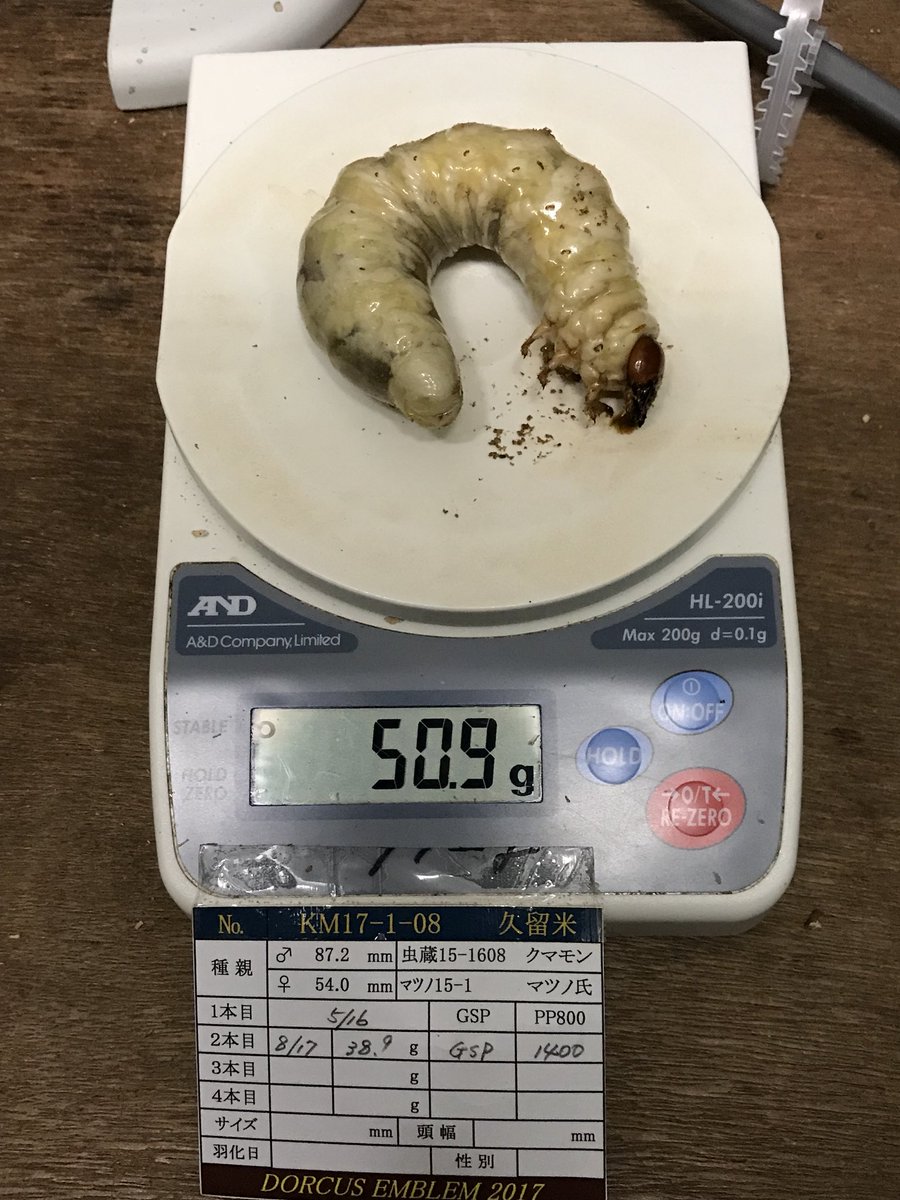 クマモン tweet media