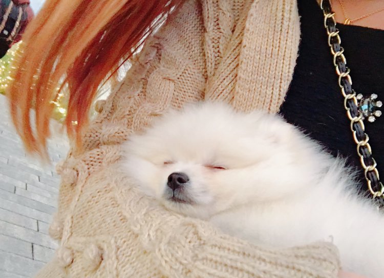 טוויטר マシュマロ ポメラニアン まろ בטוויטר 抱っこしてたら寝ちゃった ブサカワ アザラシの赤ちゃんみたい インスタ映え ポメラニアン ペットパラダイス 포메 Puppy 子犬 わんちゃん ふわもこ部 天使 わんこ ぶさかわ ぽめ 白ポメ T