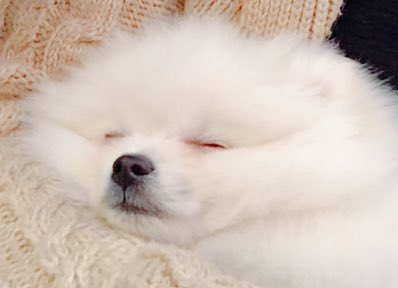טוויטר マシュマロ ポメラニアン まろ בטוויטר 抱っこしてたら寝ちゃった ブサカワ アザラシの赤ちゃんみたい インスタ映え ポメラニアン ペットパラダイス 포메 Puppy 子犬 わんちゃん ふわもこ部 天使 わんこ ぶさかわ ぽめ 白ポメ T