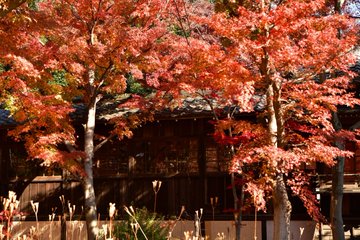 本土寺の紅葉22の見頃はいつ 混雑状況や駐車場は ツクの世界