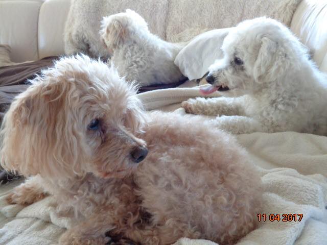 Do you all remember Benji &amp; Bizoo? Well now we have a family of 3 #ElderDogs with Benji, Bizoo &amp; Appy! Appy needed a home because his former companion moved into a seniors residence. Marilyn, who adopted Benji &amp; Bizoo from us, saw a photo of Appy &amp; soon after adopted him! Yay!