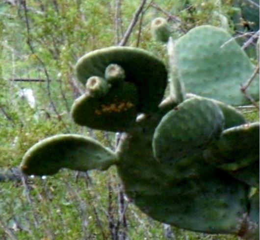 WxKira's tweet photo. A little cactus humor for you this morning - "Teenage Mutant Ninja Cactus". Thanks to Carol Stahlman for photo and caption! #AZwx #cactushumor https://t.co/JY506futLB