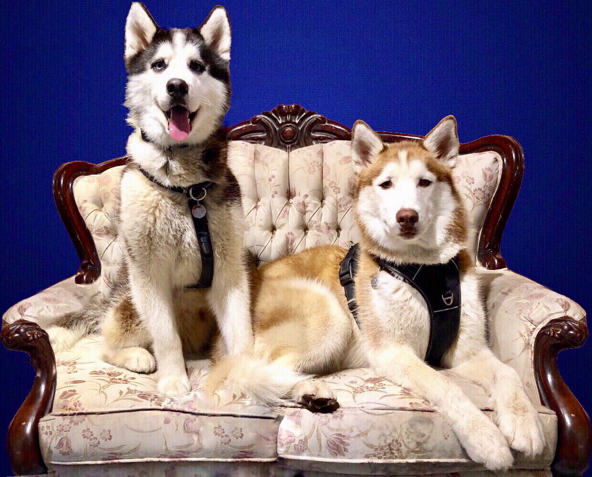 GTeissonniere's tweet photo. My creators of daily joy. @mikaandkoda #ClassicalHuskies™ #dogsoftwitter https://t.co/zMg33II3dh
