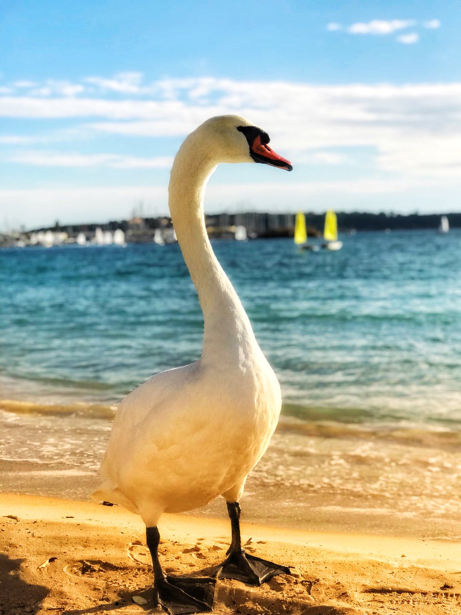 Comme un cygne ... #cygne #cannes #lucky  <a href="/davidlisnard/">David Lisnard</a> <a href="/villecannes/">Cannes</a> #happy #beautiful